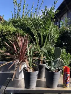 2025年最新】ドライガーデン セットの人気アイテム - メルカリ