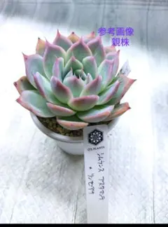 2025年最新】シムランスブスタマンテの人気アイテム - メルカリ