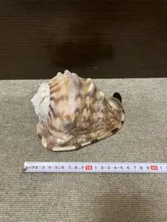 貝殻　置物