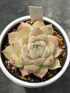 プルビナータフロスティ綴化 エケベリア 多肉植物 - メルカリ