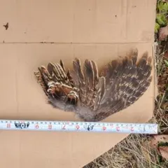 Item thumbnail for item c3822833-7d4d-43b2-8812-6ec19b15ba4d