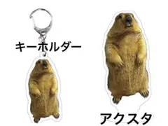 マーモット アクリルキーホルダー