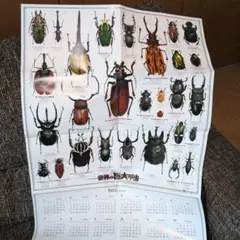 お得なパッキング標本セット　ランキフェル　ハムシ　ドヘルティ　ニジイロカナブン等 お得なパッキング標本セット ランキフェル ハムシ ドヘルティ