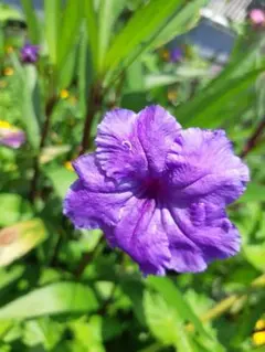 花の苗】ヒメツルニチニチ草⭐️ビンカミノール⭐️グランドカバー