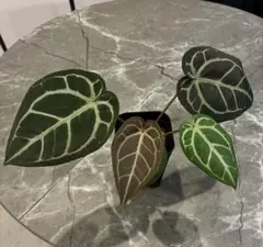 ハ*ー様 Anthurium ET Diamond Crystal 【EQUAT - メルカリ