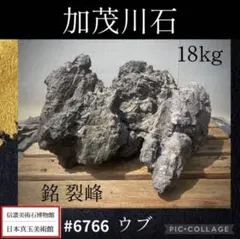 弁慶柱 ベンケイチュウ 350〜450苗 鉢のまま発送 - メルカリ