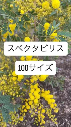 100サイズ　ミモザ　フレッシュ　生花　スペクタビリス　アカシア