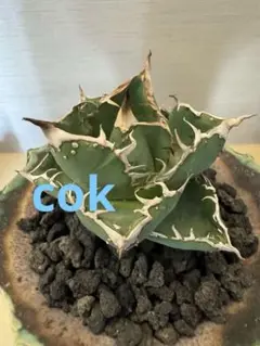 2025年最新】チタノタ cokの人気アイテム - メルカリ