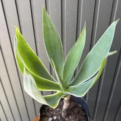 2026年最新】アテナータ 斑入りの人気アイテム - メルカリ