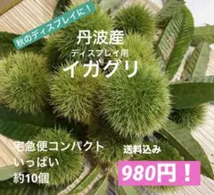 秋のディスプレイに！ 丹波産イガグリ　 宅急便コンパクトいっぱい 収穫後即日発送