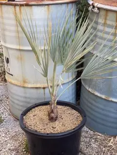 2026年最新】ブラヘアアルマータの人気アイテム - メルカリ