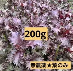 赤紫蘇★200g★農薬不使用のサムネイル