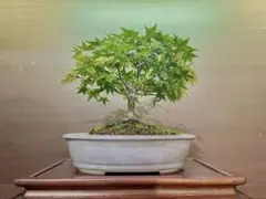 清姫もみじ 盆栽 箒作り 樹高20㎝ - メルカリ