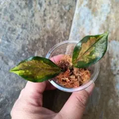 ご確認オオバコ　羅紗葉　チャボ 山野草 オオバコ 羅紗葉 チャボ - メルカリ