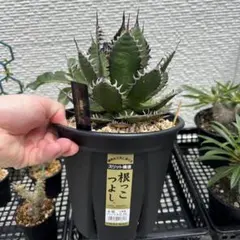Agave titanota 蟹 龍球会産 中株 club - メルカリ