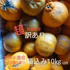 熊本ハウス不知火デコポン小玉ちゃん♡ 熊本産ハウス不知火小玉ちゃん♡ - メルカリ