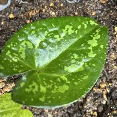クワイバカンアオイ　斑入り観葉植物　抜き苗のサムネイル
