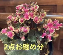 うもまちゃん　断捨離中！セット割します！様 リクエスト 2点 まとめ商品