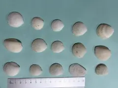 沖縄　貝殻　No.75 5点セット