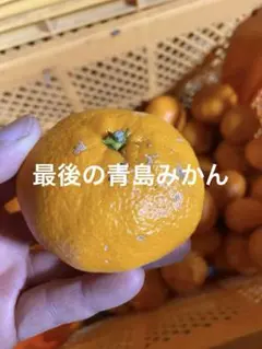 青島みかんおつとめ品　箱込み５キロ