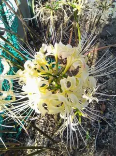 ネムノキ①ねむの木 白花 合歓木 ゴウカンボク 眠りの木 - メルカリ