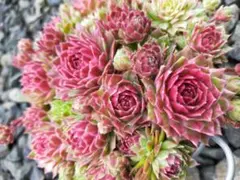 2026年最新】多肉植物 センペルビウムの人気アイテム - メルカリ