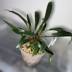 Homalomena 