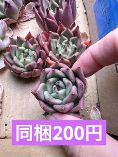 まりぼぉ~様 リクエスト 3点 まとめ商品