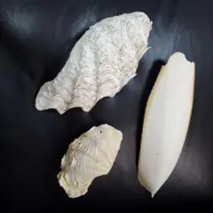 沖縄　貝殻 3点セット