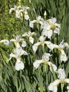 あやめ苗　白　10芽　ネコポス あやめ苗 白 10芽 ネコポス - メルカリ