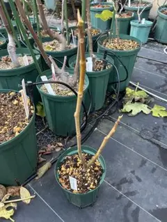 2025年最新】golden riversideの人気アイテム - メルカリ