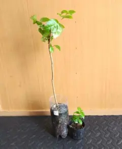 ブラックピタンガの苗木オマケ付b4のサムネイル