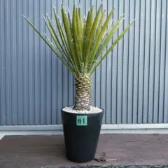 2026年最新】ユッカの人気アイテム - メルカリ