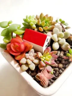 【多肉植物】寄せ植え カット苗セット c2