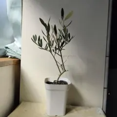 MO様 リクエスト 4点 まとめ商品