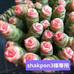 shakpon3様 リクエスト 2点 まとめ商品