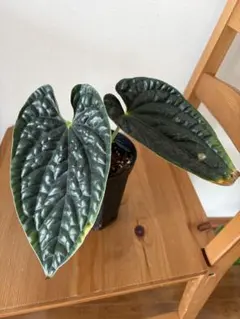 2025年最新】アンスリウムの人気アイテム - メルカリ