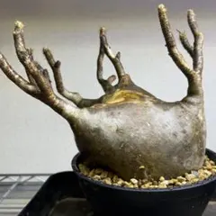 2025年最新】グラキリス 現地球の人気アイテム - メルカリ