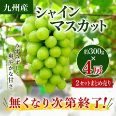 完熟シャインマスカット 3房1.9kg以上｜糖度17度以上｜朝採れ・同日