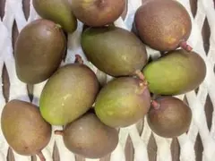 摘果マンゴー　1.5kgのサムネイル