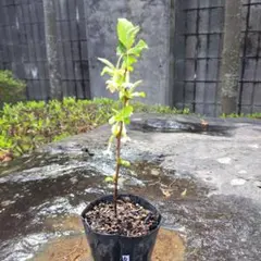 ぺちこ~プロフ確認お願い致します~様 リクエスト 2点 まとめ商品