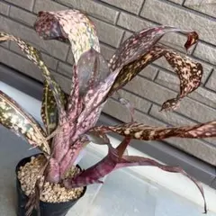 エ*2様 Billbergia Grand Pink子株（発根未確認） - メルカリ