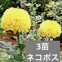 ポンポンマム　キク苗　菊苗　（3本）のサムネイル