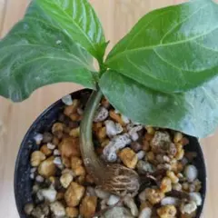 2026年最新】バオバブの木の人気アイテム - メルカリ