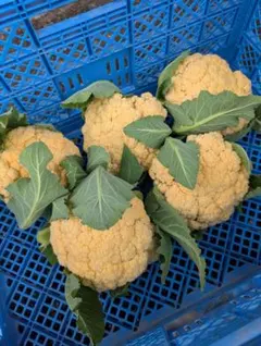 ちゃこ様☆専用