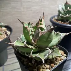 2025年最新】毒刺 シーザーの人気アイテム - メルカリ