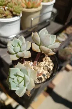 ピンクレディー錦 抜き苗 多肉植物 - メルカリ