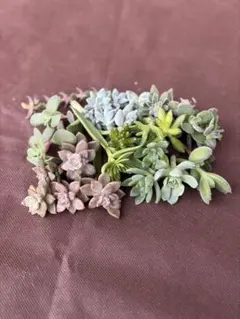 ❤︎多肉植物 カット苗詰め合わせセット❤︎のサムネイル