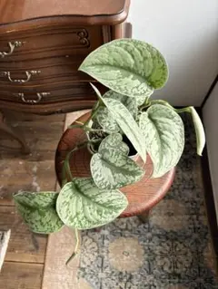 2026年最新】scindapsus スキンダプサスの人気アイテム - メルカリ