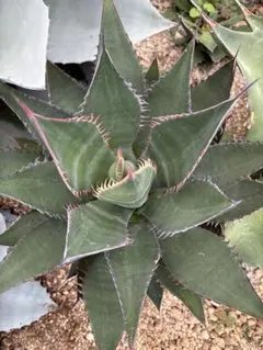 2025年最新】シャウィー アガベの人気アイテム - メルカリ